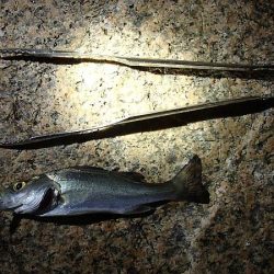 淀川でサヨリ釣り