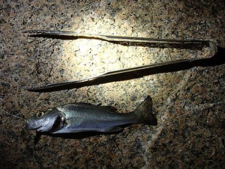 淀川でサヨリ釣り