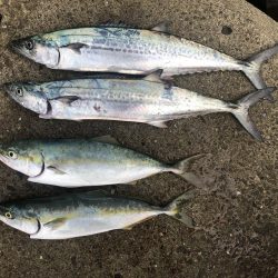 久しぶりに青物