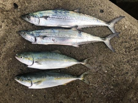 久しぶりに青物