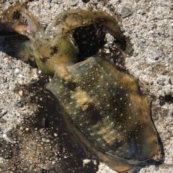 ナイトエギング