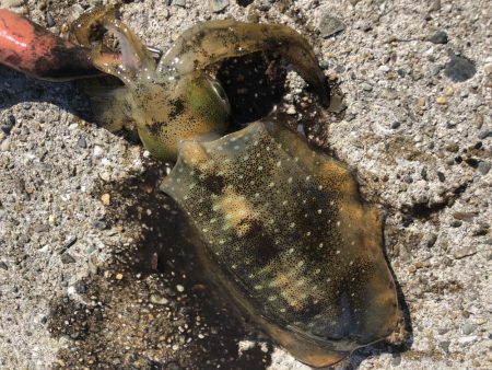 ナイトエギング