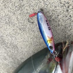 9月18日今期初アオリ、ハマチ、ツバス