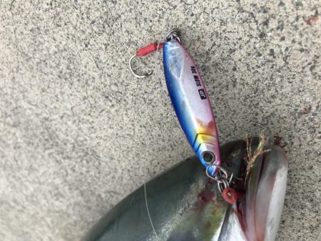 9月18日今期初アオリ、ハマチ、ツバス