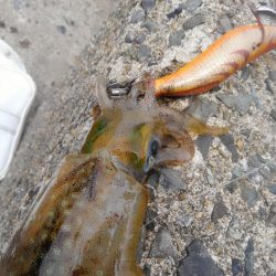 やっと群れ入ってきました