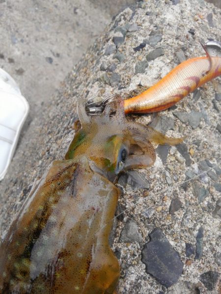 やっと群れ入ってきました