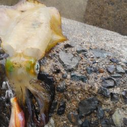 やっと、100g アップしたのに？