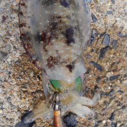 サイズは？数は？