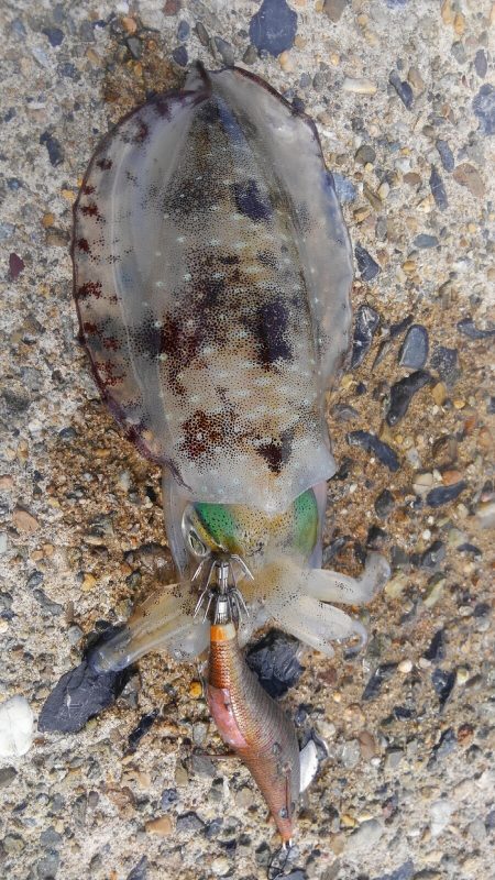 サイズは？数は？