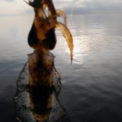 潮動かず、イカは?