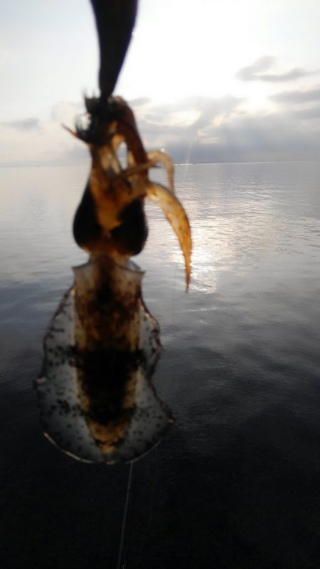 潮動かず、イカは?