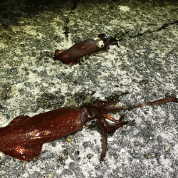 瀬戸内の島ケンサキエギング(2019-3)