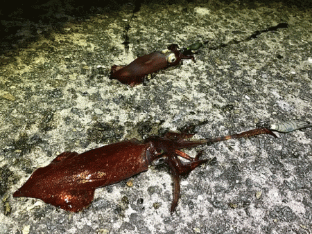 瀬戸内の島ケンサキエギング(2019-3)