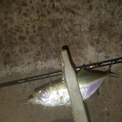 アジング楽し～♪