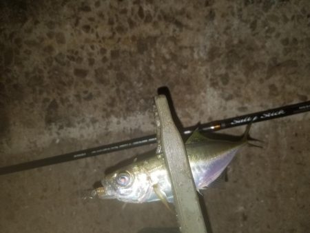 アジング楽し～♪