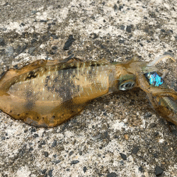 日本海エギング(2019-1)