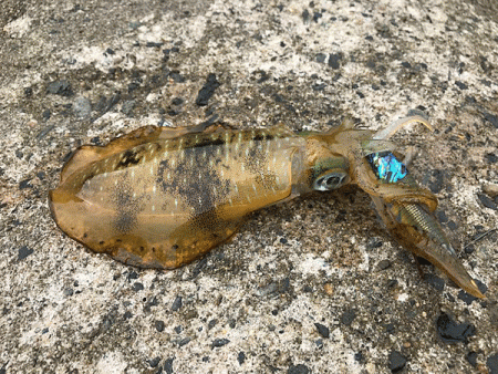 日本海エギング(2019-1)