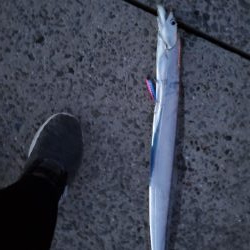 スーパーライトショアジギングで!