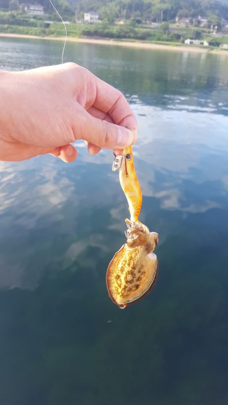 秋イカエギング調査