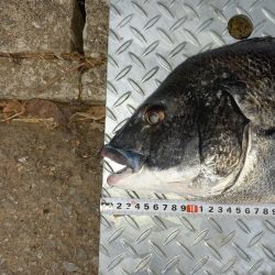 朝ﾏﾂﾞﾒだけど活性が低い