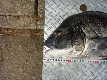 朝ﾏﾂﾞﾒだけど活性が低い