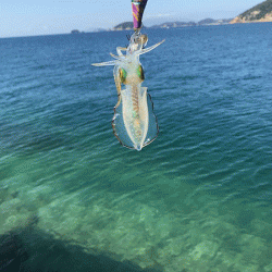 瀬戸内の島エギング(2019-3)