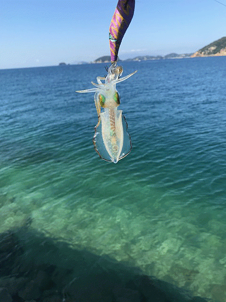 瀬戸内の島エギング(2019-3)