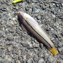 大潮 満月 まあまあのチャリコ!