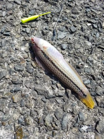 大潮 満月 まあまあのチャリコ!