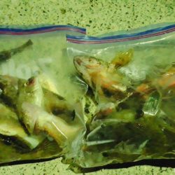 ゴカイで探り釣り