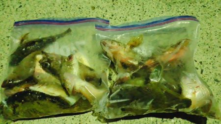 ゴカイで探り釣り