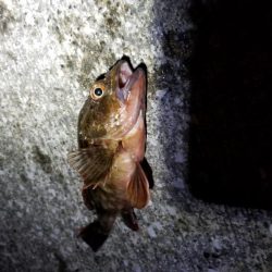 アジ、カサゴラッシュ