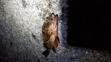 アジ、カサゴラッシュ