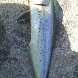 シイラ警報発令の為アオリイカ避難中