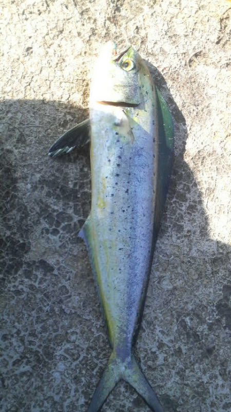 シイラ警報発令の為アオリイカ避難中