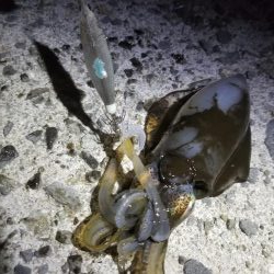 アオリ新子リベンジ！