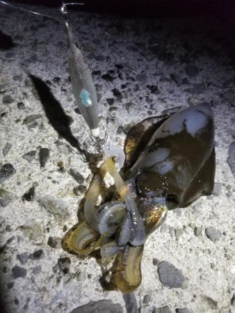 アオリ新子リベンジ！