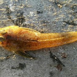 投げ釣り　夜釣り　タイ狙い