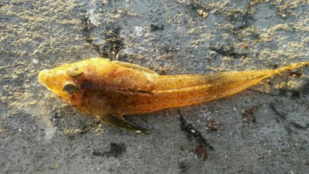 投げ釣り　夜釣り　タイ狙い