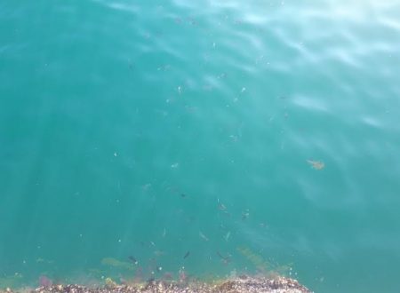 アイゴ40オーバー！グレも！！！！！！