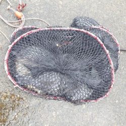 グレの40オーバー!