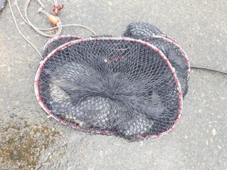 グレの40オーバー!