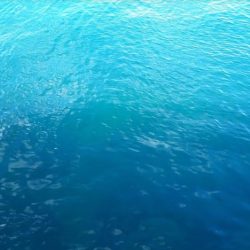 グレ!!とおまけ1匹ちゃん。