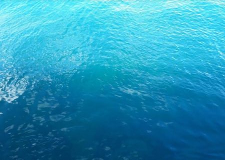 グレ!!とおまけ1匹ちゃん。