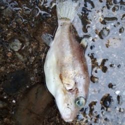 クエ～～～！！　　　　そしてボラちゃん。