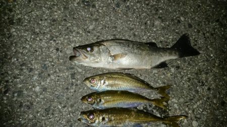 アジのサイズもよくなってきてる