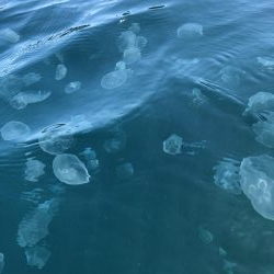 数はでませんでしたが良型揃い