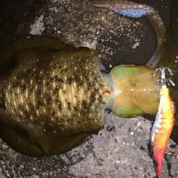 ナイトエギング