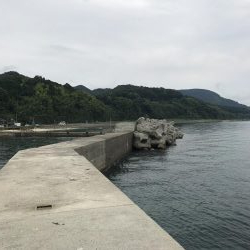 アオリイカ １９匹