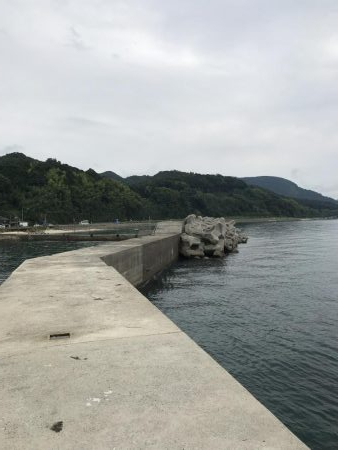 アオリイカ １９匹